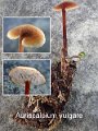 Auriscalpium vulgare-amf904-1